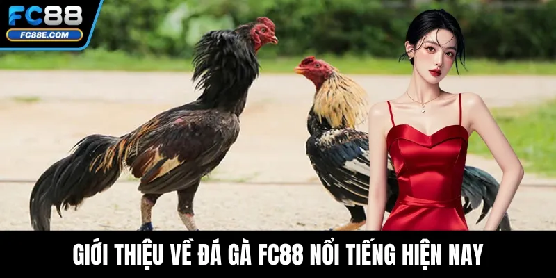 Đá Gà FC88 - Cá Cược Minh Bạch, Thưởng Lớn Mỗi Ngày 2 Giới thiệu về đá gà FC88 nổi tiếng hiện nay